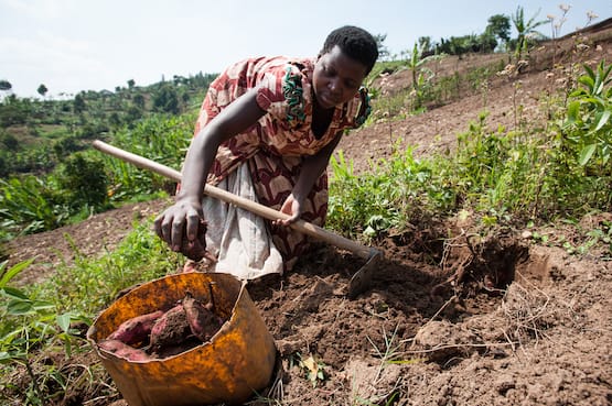 Woman harvesting roots