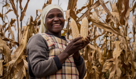 A One Acre Fund farmer standing in her corn field showing off two ears of corn